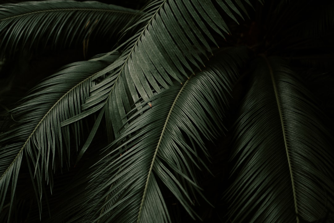 Photo Tropical plant